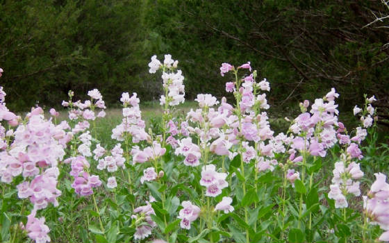 TWRwildflox2012.JPG