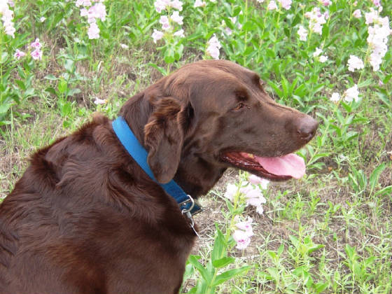 TWRwildflox2012MAX.JPG