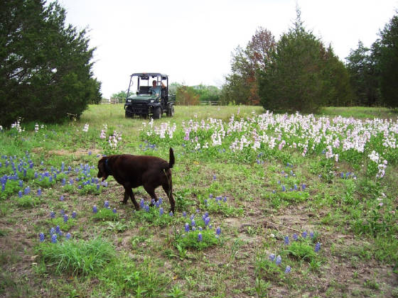 TWRwildflox2012MaxMuleDel.JPG