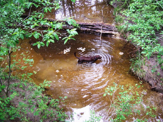 TWRwildflox2012MaxWaterfall.JPG