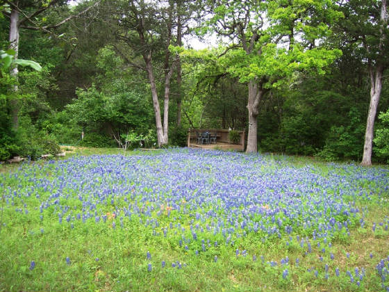 TWRwildflox2012bluebonnets.JPG
