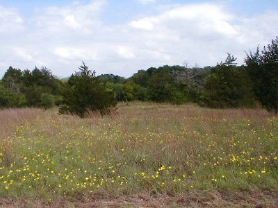 BTWmeadowflowers.jpg